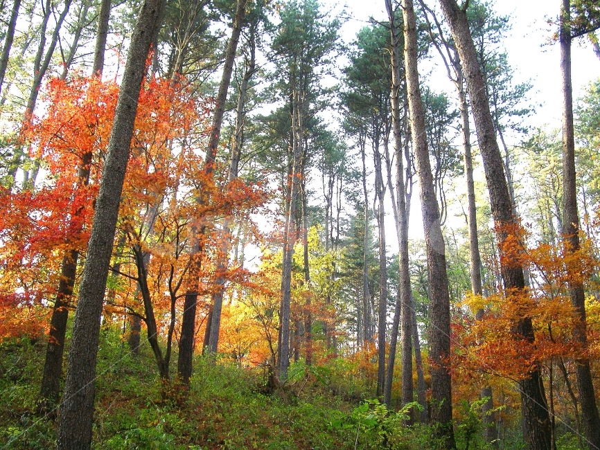 단풍,가을,숲,나무,환경,자연,nature,컬러,컬러풀,힐링,웰빙,배경,자연,풍경,nature,landscape,가을,계절,fall,autumn,season,tree,plant,식물,tree trunk,나무 줄기