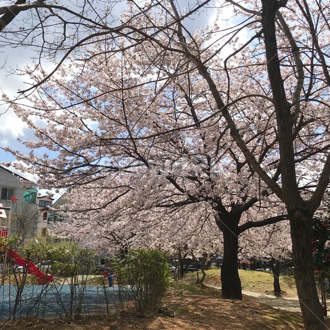 벚꽃,놀이터,blossom,flower,꽃,식물,plant,나무