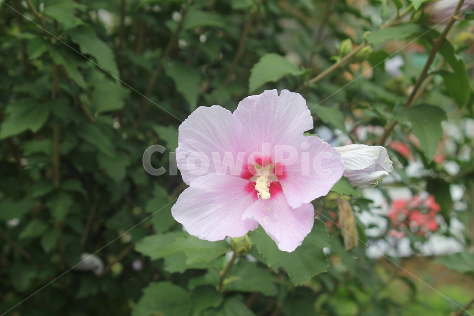 무궁화,식물,꽃,plant,flower,blossom,식물,자연,plants,nature,꽃,flower