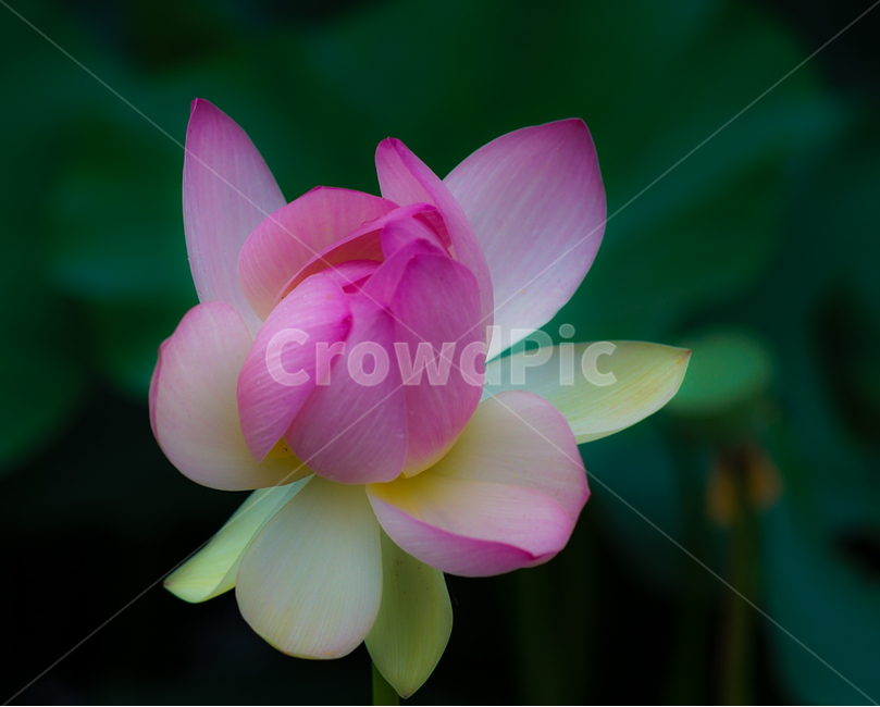 연,연꽃,연밭,여름,자연,식물,식물,자연,plants,nature,꽃,flower