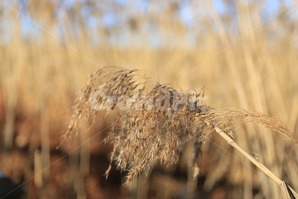 갈대,억새,신성리갈대밭,자연,풍경,가을,갈대밭,grass,잔디,plant,식물,lawn,reed