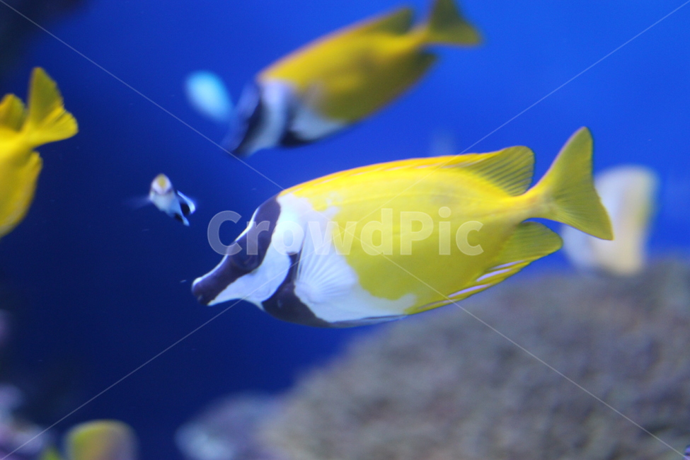 animal,동물,fish,물고기,sealife