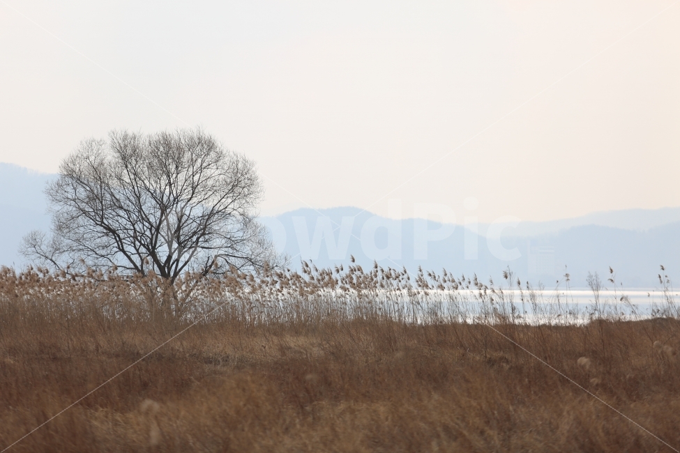 겨울,양수리,겨울풍경,나무,식물,자연,풍경,nature,landscape,겨울,계절,winter,season,outdoors,옥외