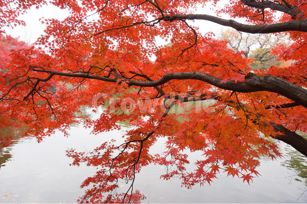 단풍,빨강,가을,풍경,나무,가을,계절,fall,autumn,season,식물,자연,plants,nature,나무,trees,wood,plant,leaf,잎,tree,maple