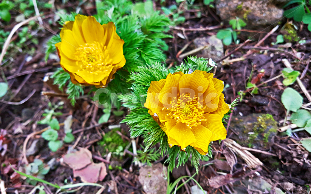 복수초,봄꽃,꽃,flower,식물,plant