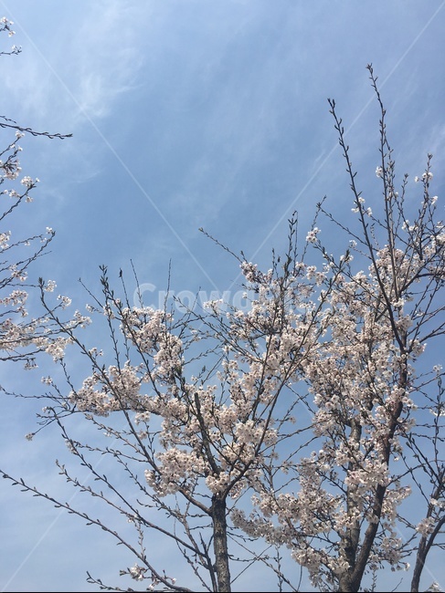 벚꽃,봄,하늘,겹벚꽃,꽃,나무,벚꽃나무,구름,파란하늘,공원,봄,계절,spring,season,식물,자연,plants,nature,꽃,flower,나무,trees,wood,plant