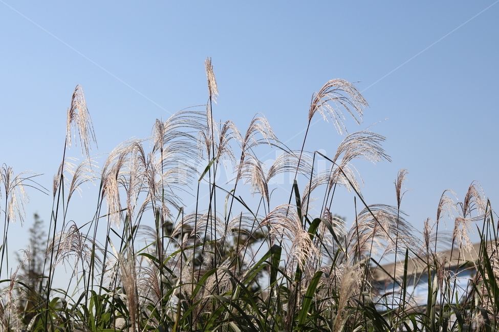 갈대,가을,하늘,풍경,억새,대저,가을,계절,fall,autumn,season,grass,잔디,plant,식물,lawn,reed