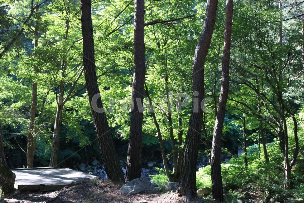 산,나무,초록,자연,하늘,구름,흰색,식물,해,햇빛,태양,여름,mountain,yama,tree,ki,green,midori,nature,sky,sora,cloud,kumo,white,shiro,plants,shokubutsu,sun,taiyou,sunlight,hizashi,summer,natsu,계곡,물,valley,keikoku,water,mizu,여름,계절,summer,season,자연,풍경,nature,landscape,식물,plants,나무,trees,wood,휴식,힐링,rest,relaxation,healing,plant,tree trunk,나무 줄기,vegetation,초목