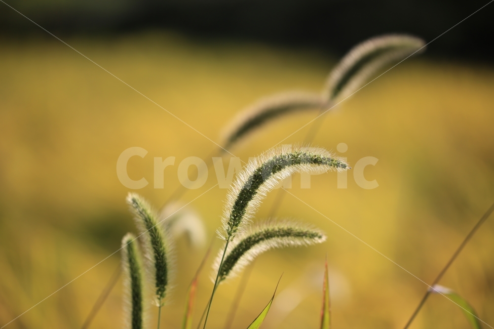 강아지풀,가을,접사,아웃포커싱,배경,식물,풍경,자연,식물,자연,plants,nature,감성,sensible,feeling