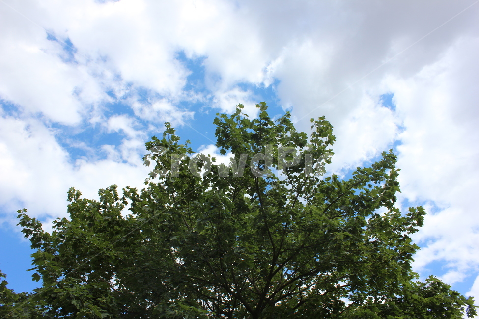 가을풍경,구름,cloud,autumn,맑은하늘,sky,tree,beautifultree,나뭇잎,나무,초록,녹음,날씨,기분좋은,자연