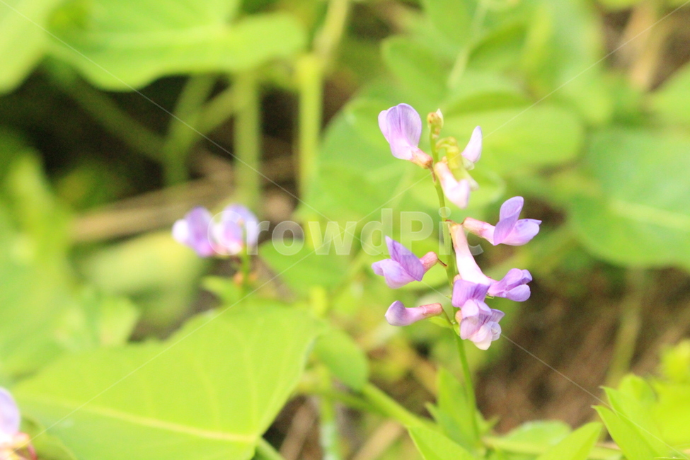 꽃,들꽃,풀꽃,야생화,야생꽃,자연,flower,wildflower,nature,plants,식물,자연,plants,nature,꽃,flower
