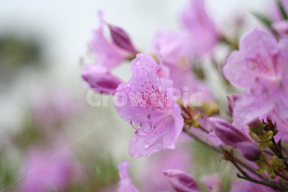 봄,비,봄비,철쭉,사랑의기쁨,봄,계절,spring,season,식물,자연,plants,nature,꽃,flower,plant,blossom