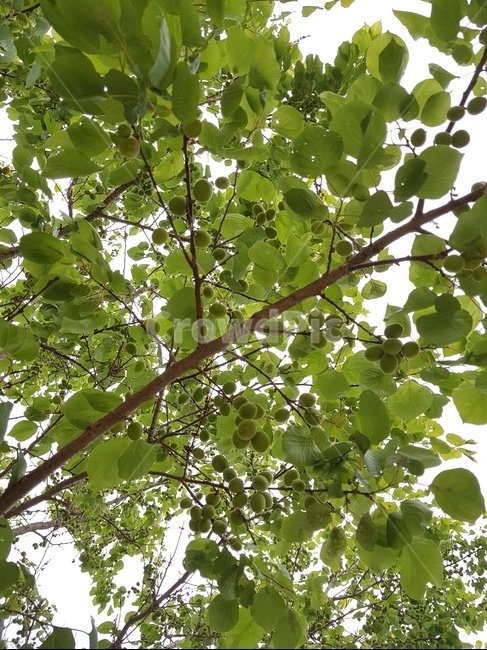매실,매실나무,매화나무,청매실,해독작용,항암작용,변비,식물,자연,plants,nature,과일,열매,fruit