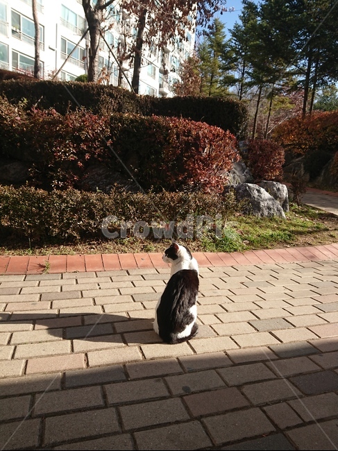 길고양이,고양이,고양이뒷모습,검은고양이,얼룩고양이,동물,animal,포유류,mammal,고양이,cat,kitten,kitty