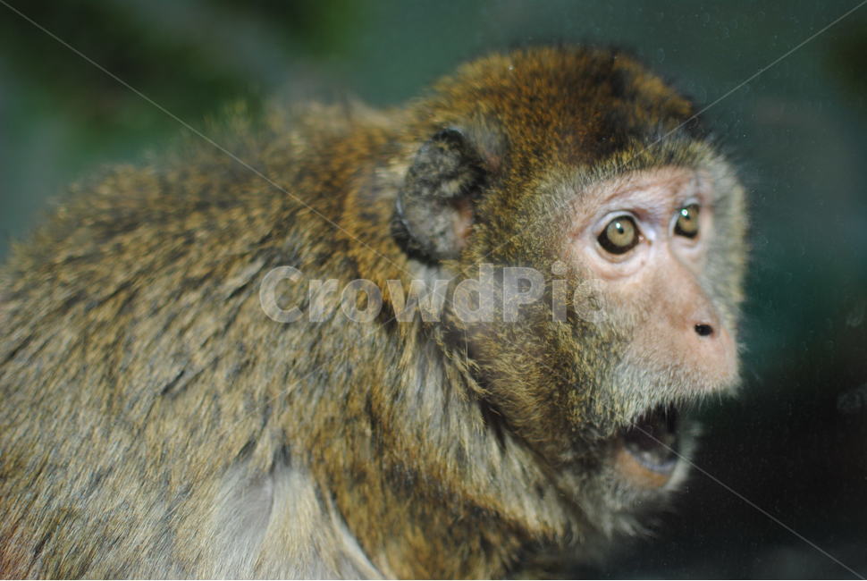 원숭이,놀란표정,원숭이한마리,웃긴표정,동물,동물,animal,포유류,mammal