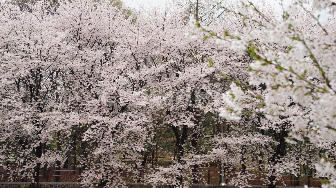꽃,벚꽃,cherryblossom,봄,벚꽃축제,순식간,벚꽃잎,봄,계절,spring,season,자연,풍경,nature,landscape,plant,식물,flower,blossom,cherry blossom