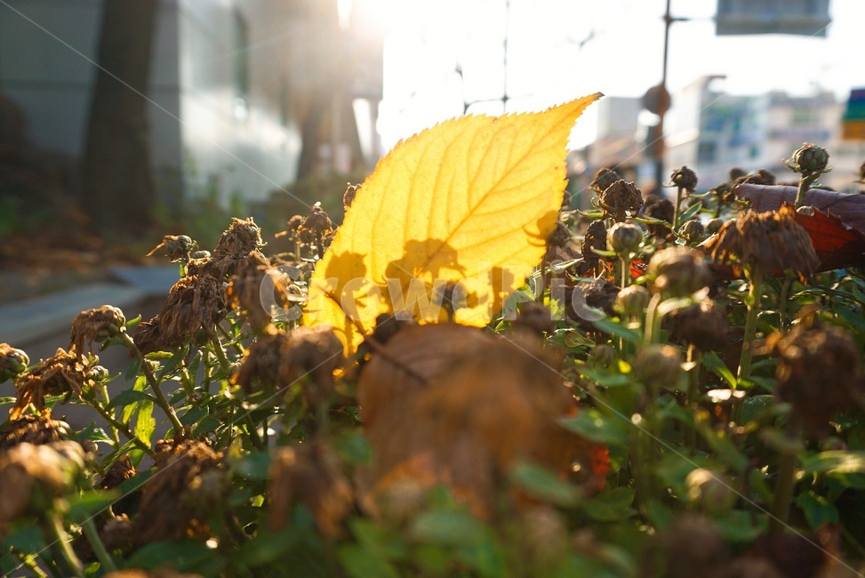 단풍,낙엽,나뭇잎,잎,가을,산책,세월,11월,가을,계절,fall,autumn,season,leaf,plant,식물,light,빛,flare,플레어