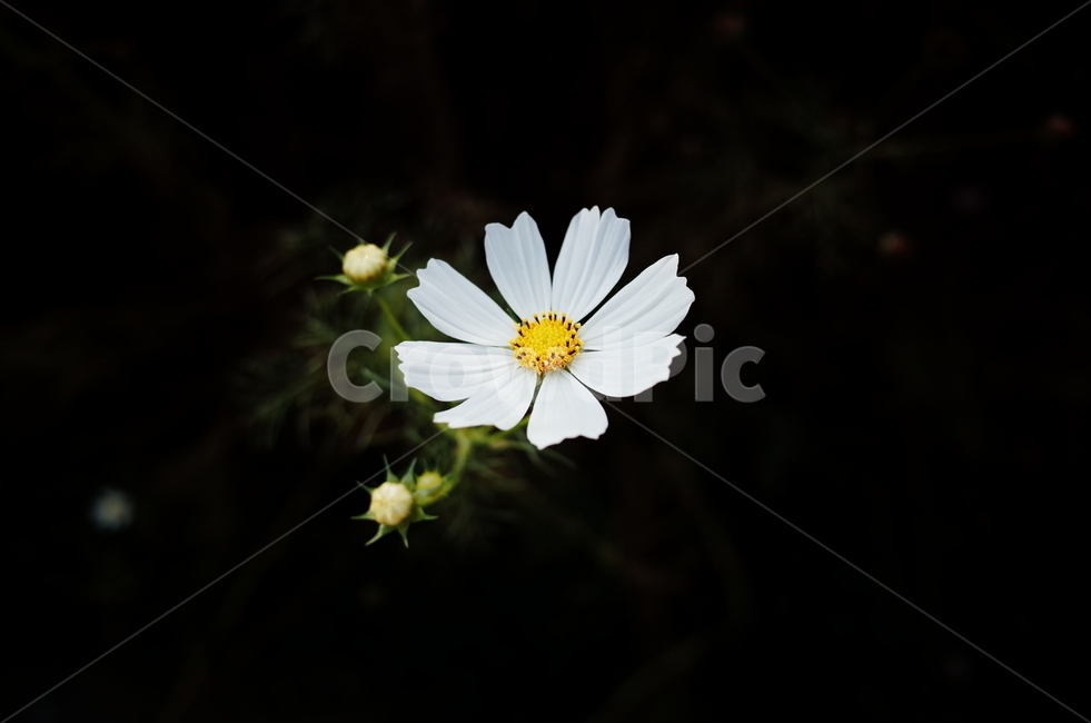 코스모스,하얀,화이트,접사,어두운배경,식물,자연,plants,nature,꽃,flower