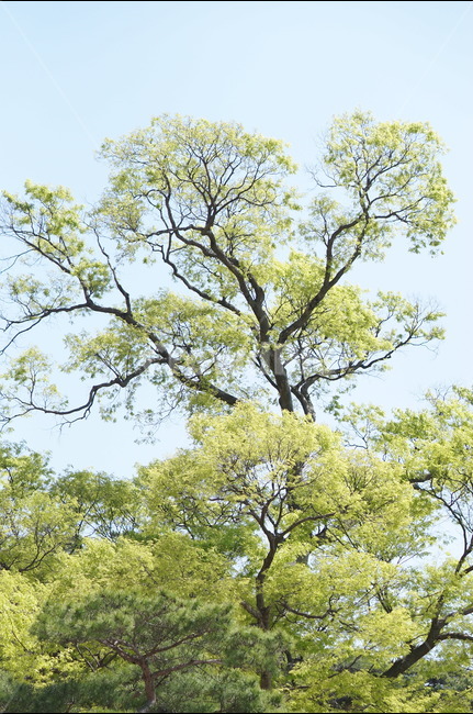 봄,나무잎,연두,하늘,맑음,해,빛,새순,식물,자연,plants,nature,나무,trees,wood