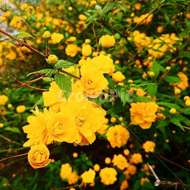죽단화,겹황매화,황매화,매화,노랑꽃,식물,자연,plants,nature,꽃,flower