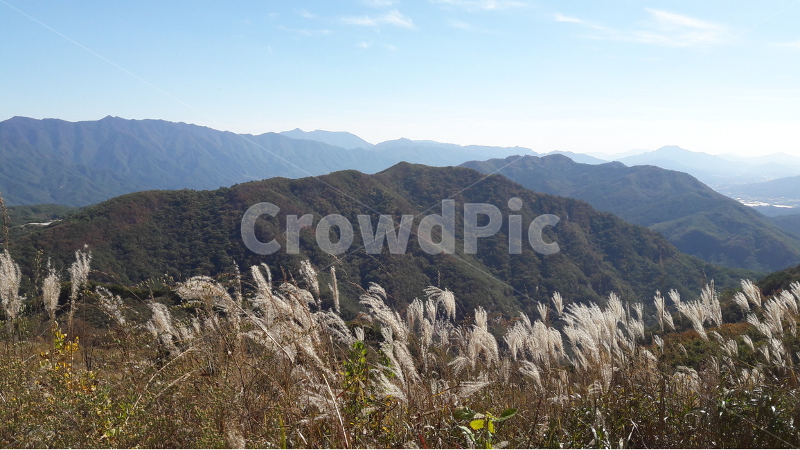 명성산,억새꽃,축제,명성산억새축제,산정호수,자연,풍경,nature,landscape,한국자연풍경,한국자연경관,korea nature landscape,plant,식물,grass,잔디,lawn,reed,갈대