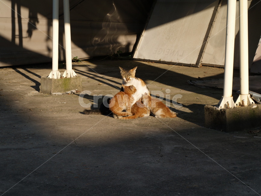 고양이,길냥이,아기고양이,귀여움,고양이가족,동물,animal,포유류,mammal,고양이,cat,kitten,kitty