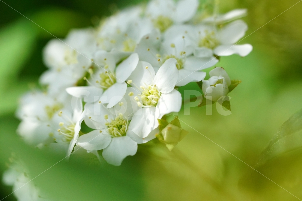 공조팝나무,꽃,플라워,식물,자연,초여름,nature,flower,식물,자연,plants,nature,꽃,flower