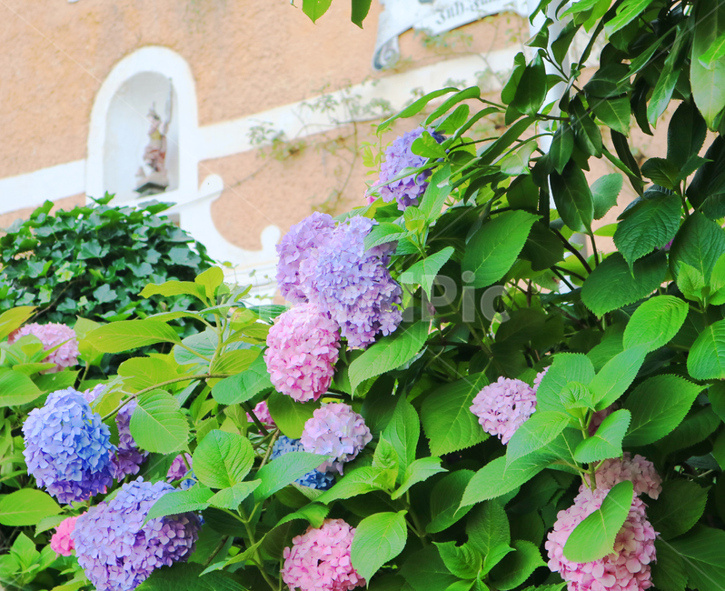 plant,식물,blossom,flower,꽃,수국,핑크,pink,보라,purple,violet,식물,자연,plants,nature,꽃,flower