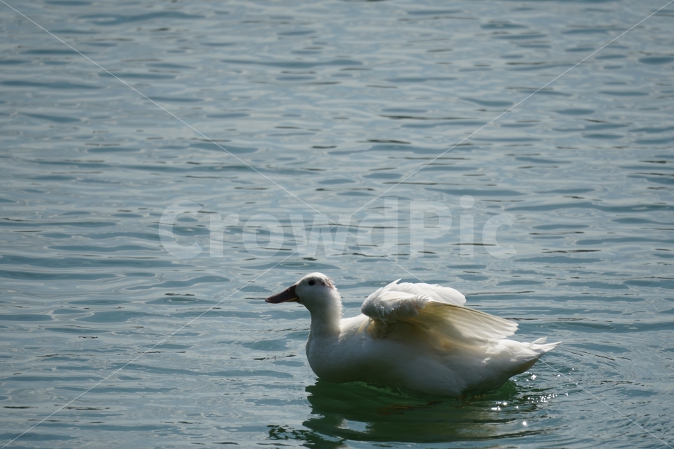 오리,백조,새,조류,동물,호수,강,자연,nature,bird,duck,lake,river,animal,헤엄,수영,swim,swan,감성,감성사진,스냅,스냅사진,snap,snapshot,풍경,landscape,고니,한국자연,korea,물결,석촌호수,서울,seoul,코리아,동물,animal,조류,새,birds