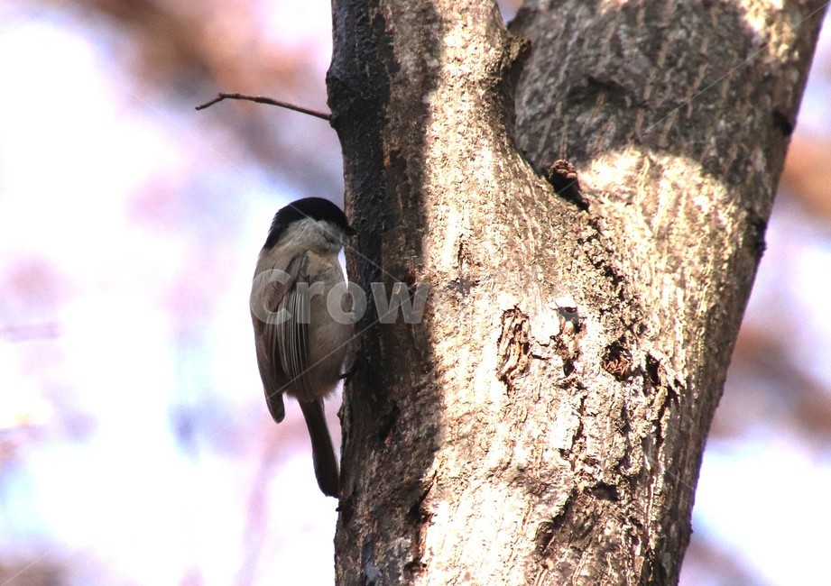 bird,새,animal,자연,쇠박새,먹이활동