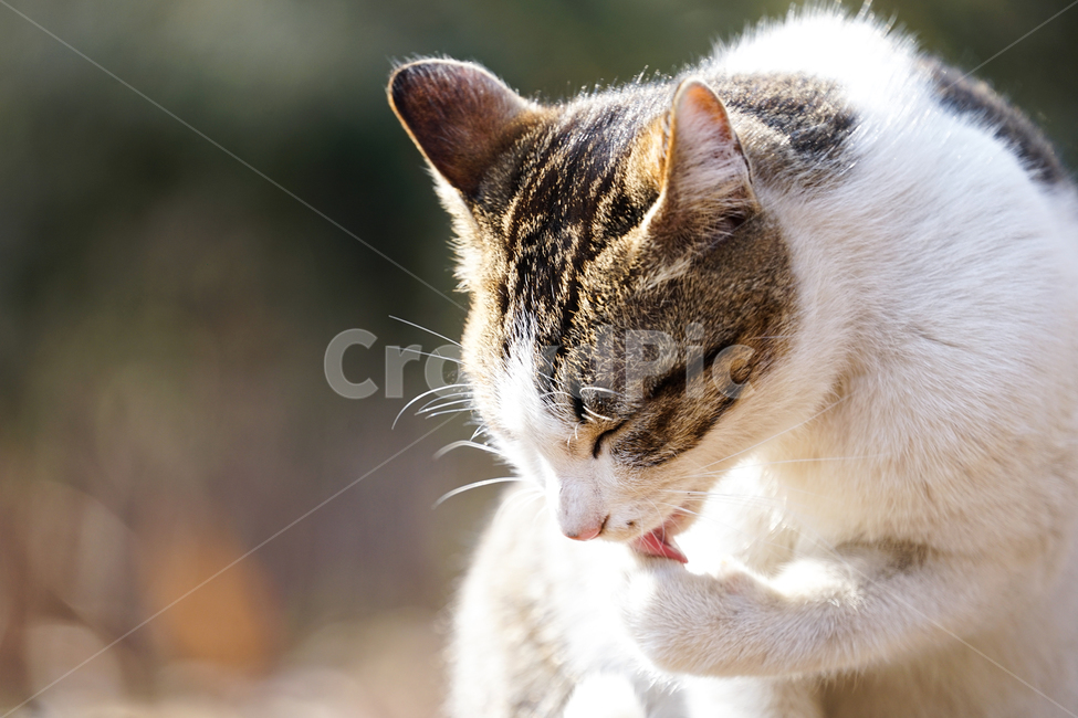 고양이,동물,포유류,길냥이,cat,animal,pet,동물,animal,포유류,mammal,고양이,cat,kitten,kitty