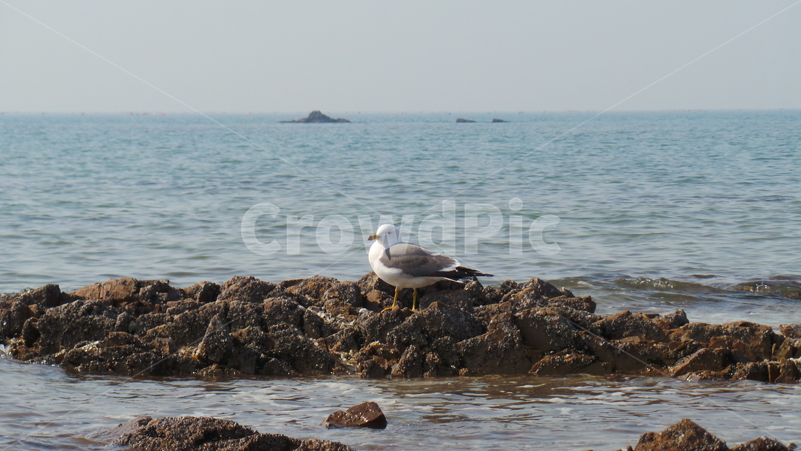 갈매기,새,조류,동물,bird,동물,animal,조류,새,birds