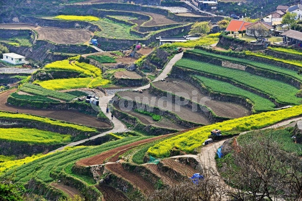Gacheon,rural,scenery,tillage,Daraengi Village,spring,farming,Gacheon rapeseed field,Daraengi Village Spring,sight,season,Agriculture,rape field,Rural,Gyeongnam,nature,south sea,grassland,Gacheon Daraengi Village,outdoors,field,landscape