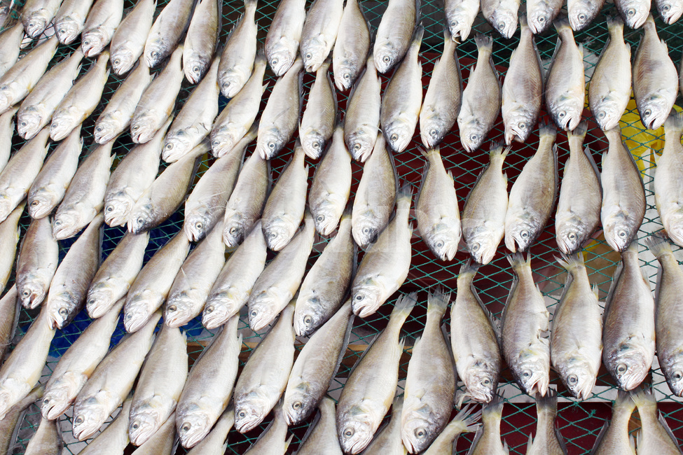 조기,물고기,생선,말린조기,수산시장,수산물,해산물,fishery products,seafood