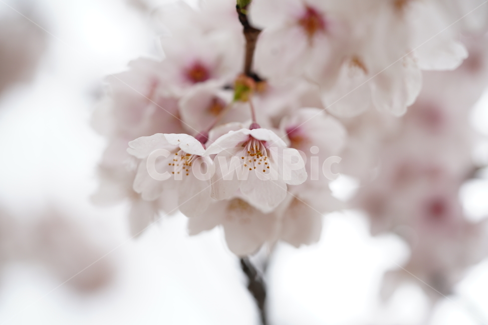 벚꽃,꽃,플라워,봄,봄꽃,flower,흰색,화이트,느낌,감성,접사,계절,나무,식물,생명,생물,봄,계절,spring,season,식물,자연,plants,nature,꽃,flower,plant,blossom