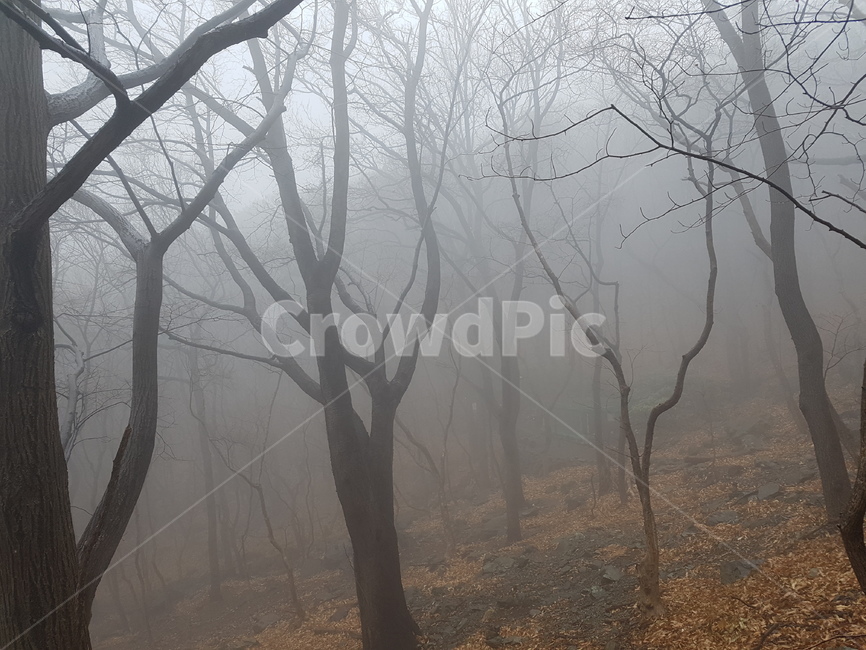 운무,겨울비,구덕산,나목,낙엽,자연,풍경,nature,landscape,weather,날씨,outdoors,옥외,mist,안개,fog