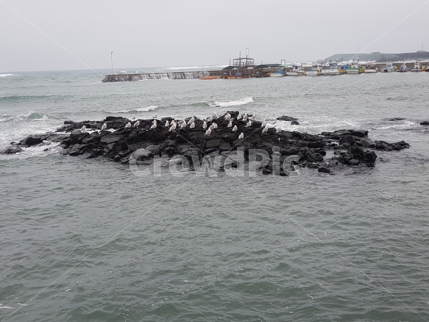 무인도,제주도,새,무리,무더기