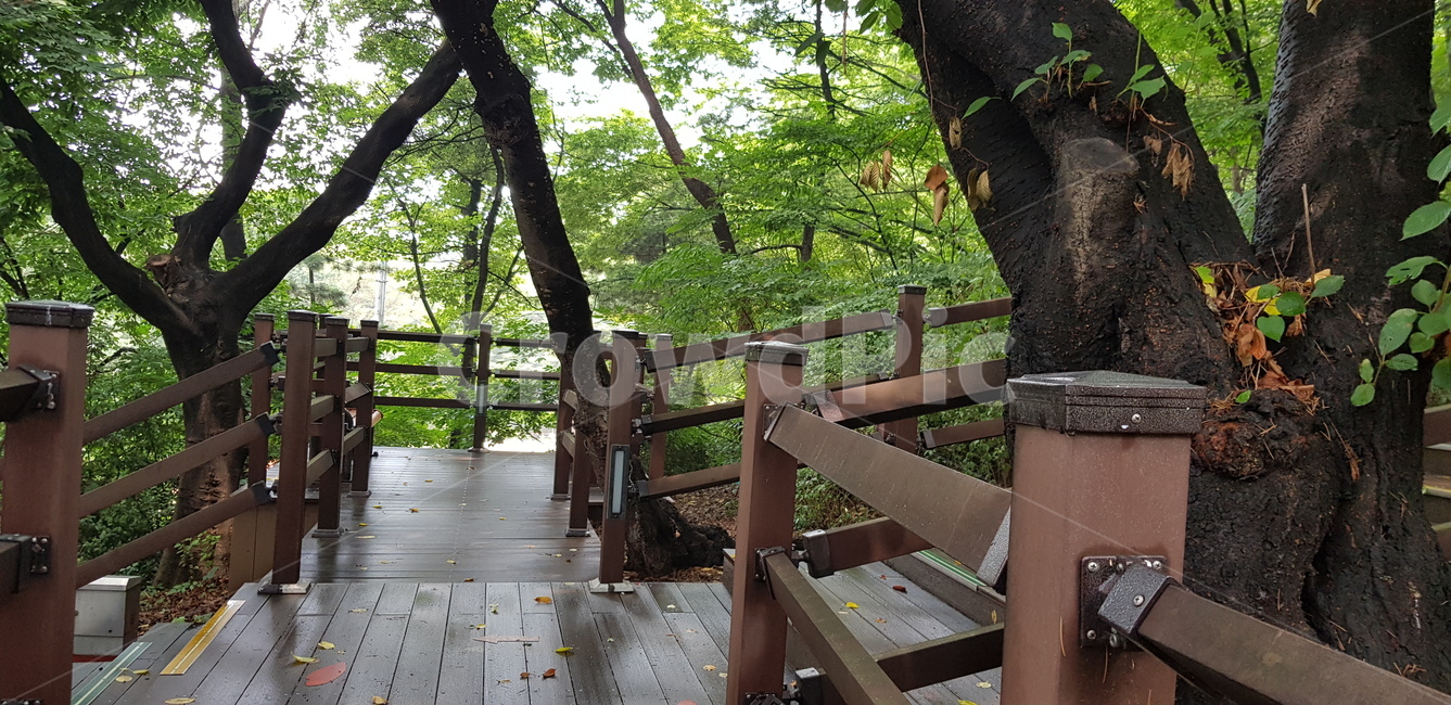 수봉공원,미추홀구,나무,계단,여름나무