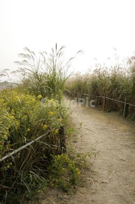 길,억새,억새밭,가을,풍경,자연,풍경,nature,landscape,grass,잔디,plant,식물