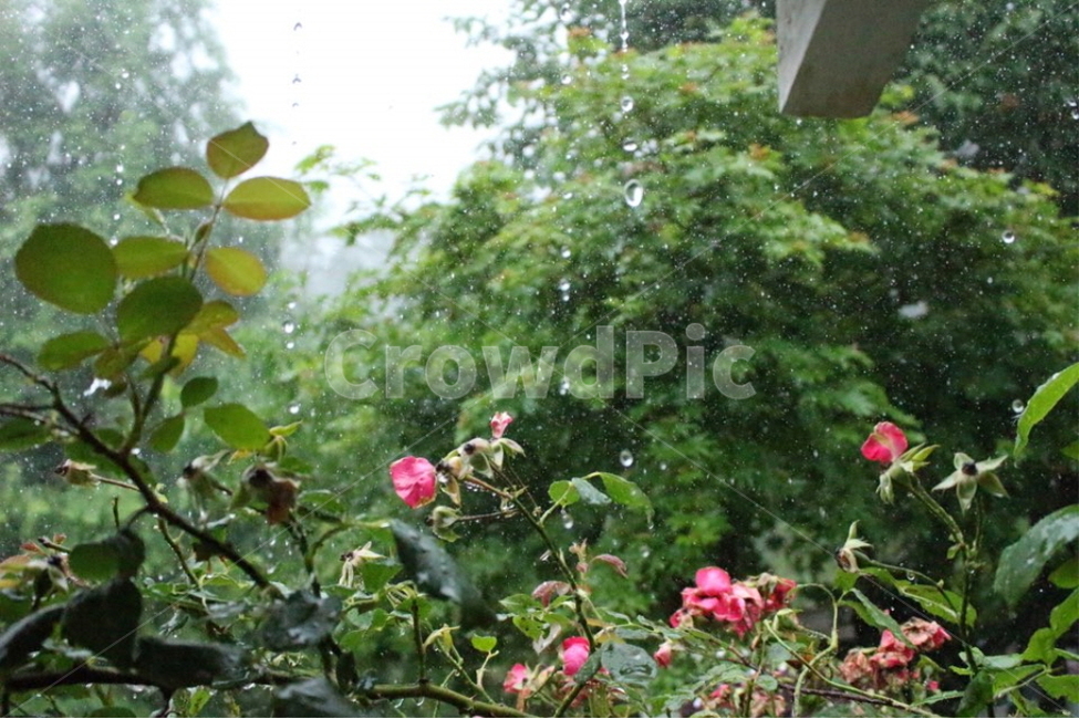 꽃,비,비오는날,plant,식물,flower,rain,날씨,raining,weather