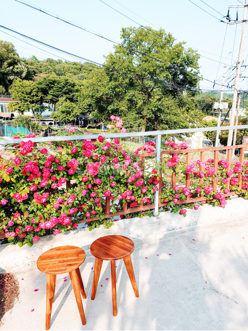 꽃,의자,풍경,제주도,봄,식물,자연,plants,nature,꽃,flower