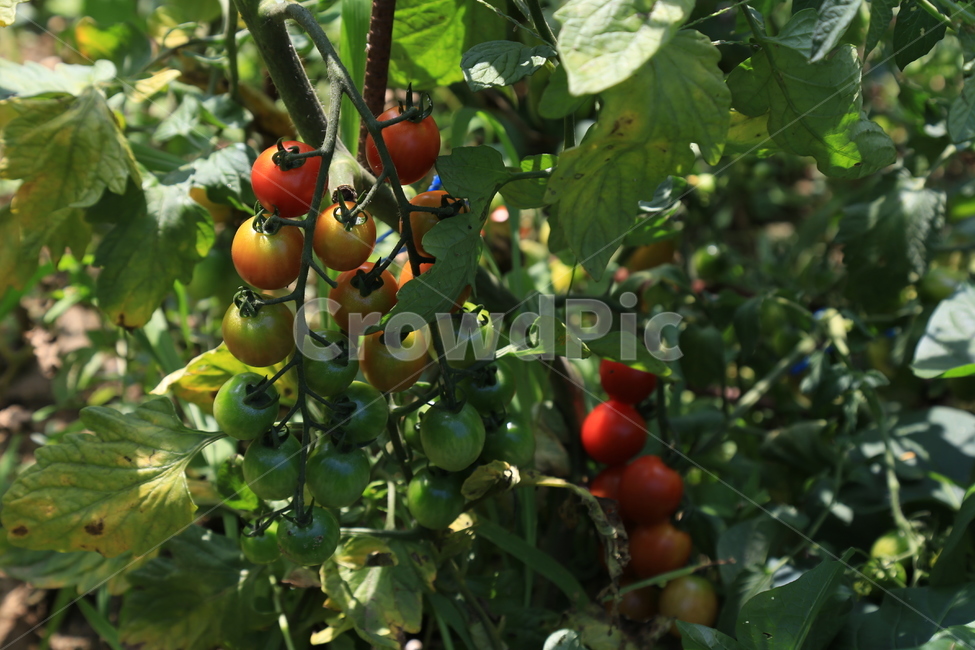 토마토,토마토밭,텃밭,야채,채소,남양주,주말농장,tomato,유기농,유기농야채,건강,건강식,신선,fresh,채소,야채,vegetables