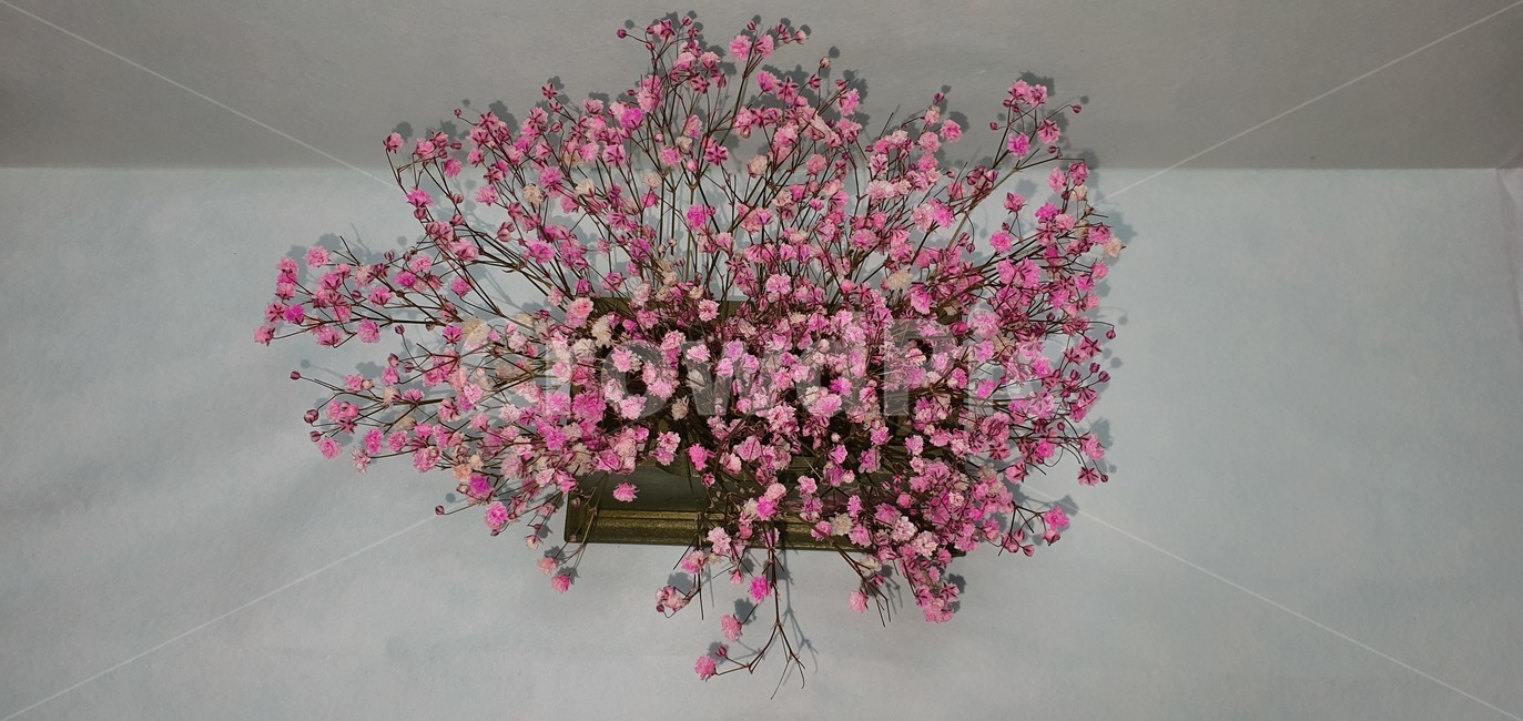 안개꽃,분홍,핑크,드라이플라워,babysbreath,plant,식물,blossom,flower,꽃