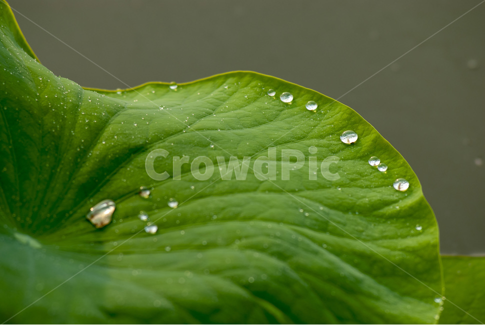 연,이슬,아침이슬,연잎,nature,자연,풍경,nature,landscape,식물,plants,감성,sensible,feeling,plant,leaf,잎,droplet,작은 물방울