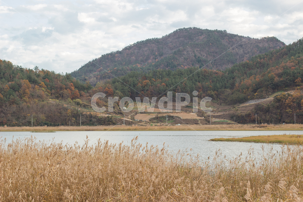 갈대,갈대밭,plant,풍경,nature,자연