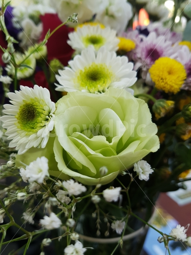 장미,화분,꽃똦이,꽃,플라워,접사,자연,식물,식물,자연,plants,nature,꽃,flower,실내용화초,화분,화초,house plant,인테리어,실내디자인,interior design