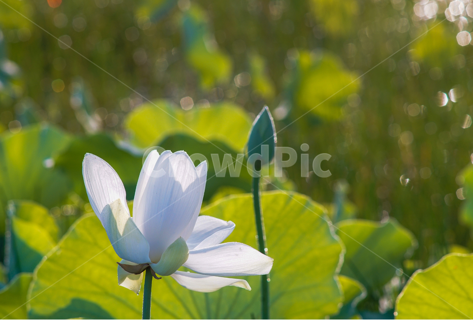 연,연꽃,연잎,연밭,불교화,식물,수생식물,식물,자연,plants,nature,꽃,flower