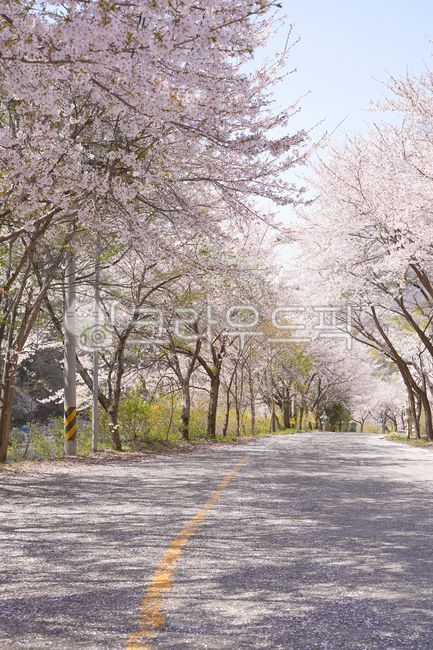 Road,path,cherry blossoms,cherry blossom tunnel,spring,asphalt,center line,tree-lined street,scenery,nature,travel,drive,full bloom,flowers,pink,trees,forest,countryside,secluded,background,April,season,flower viewing,date course,o