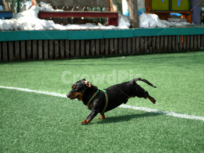 small dog,puppy,dachshund,Futsal field,bowwow,dog,pet dog,Dog