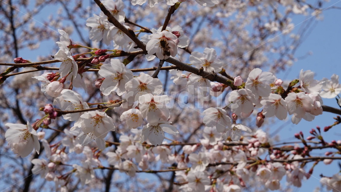 벚꽃,봄,꽃나무,cherryblossom,꽃,소풍,봄,계절,spring,season,plant,식물,blossom,flower